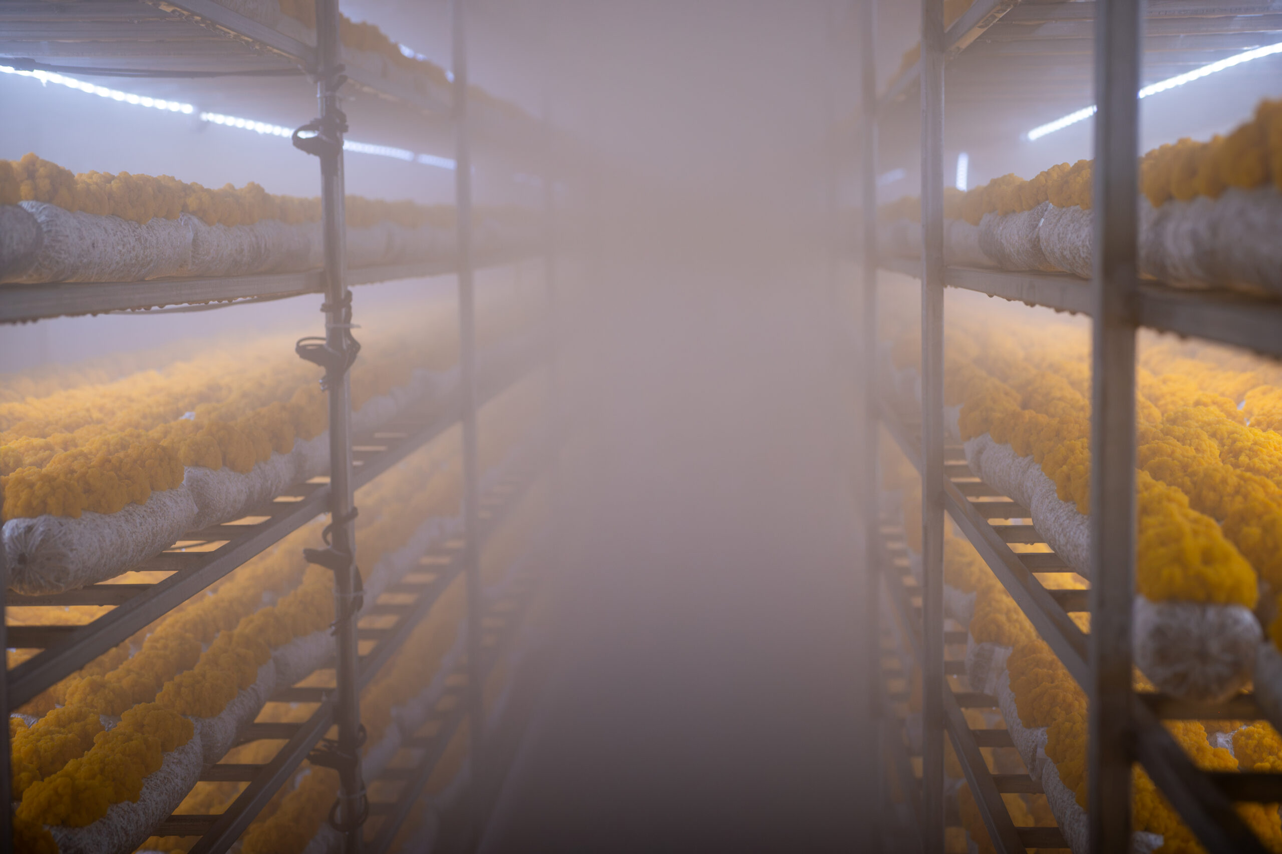 Rows of yellow mushrooms growing on white substrate bags stacked on metal shelves inside a mist-filled cultivation room.