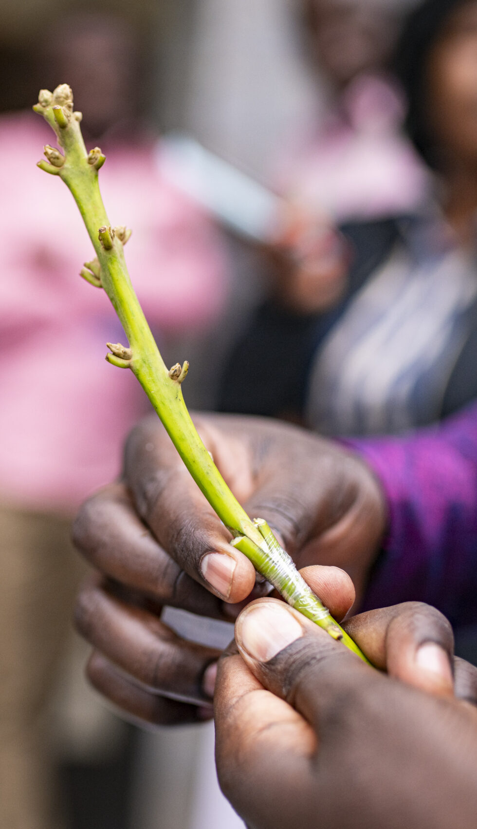 Close-up of a participant holding a young green plant stem with a grafted section secured with tape during nursery training in Rwanda.