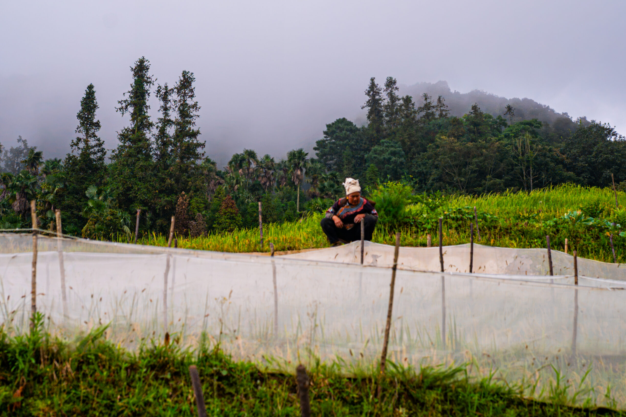 A woman crouches in a cultivated plot surrounded by green crops and forested mountain slopes partially covered in mist.
