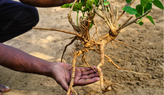 Farmer holding freshly harvested ashwagandha plant with exposed roots in dry soil.