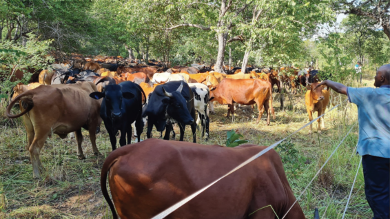 Cattle and zebras grazing together on open rangeland in Kenya with pastoralists nearby.