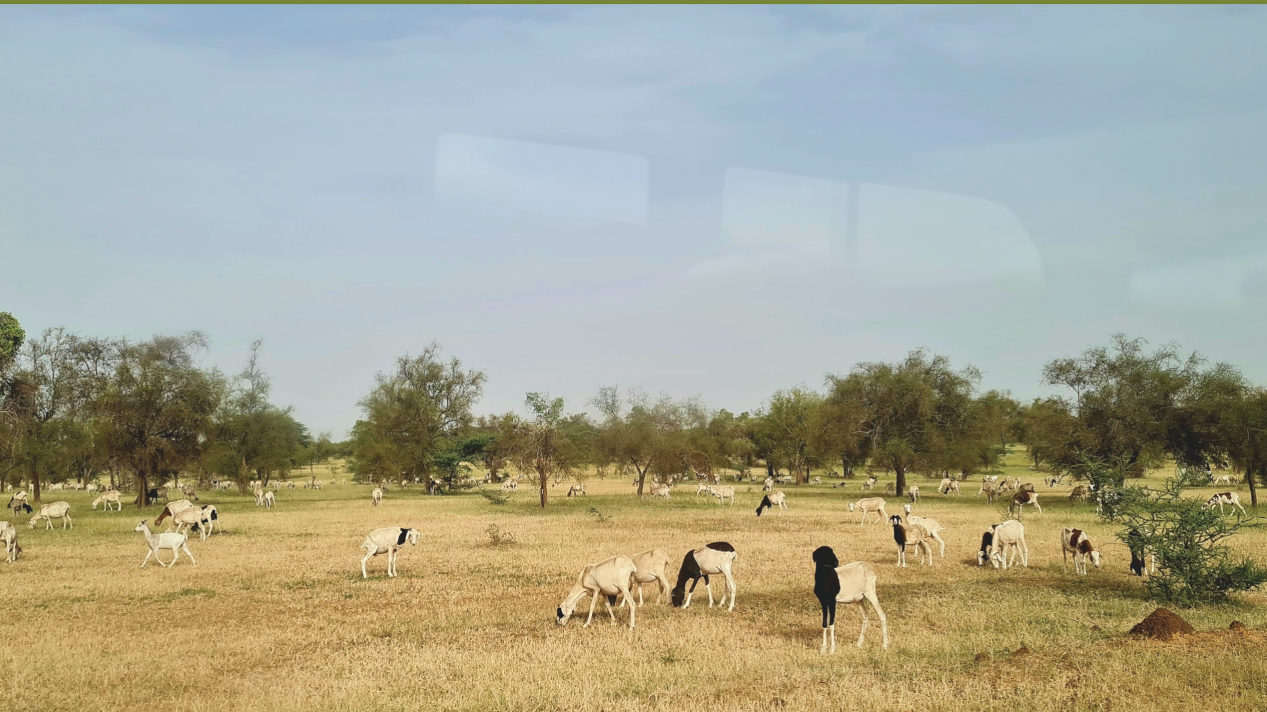 Goats grazing beneath scattered trees in Senegal’s Ferlo savanna at the end of the rainy season.
