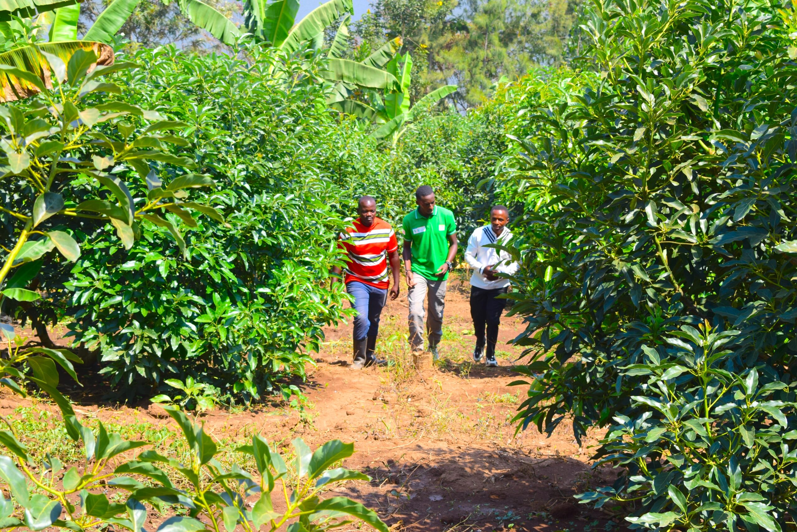 Trees growing alongside crops on a smallholder farm in eastern Rwanda.