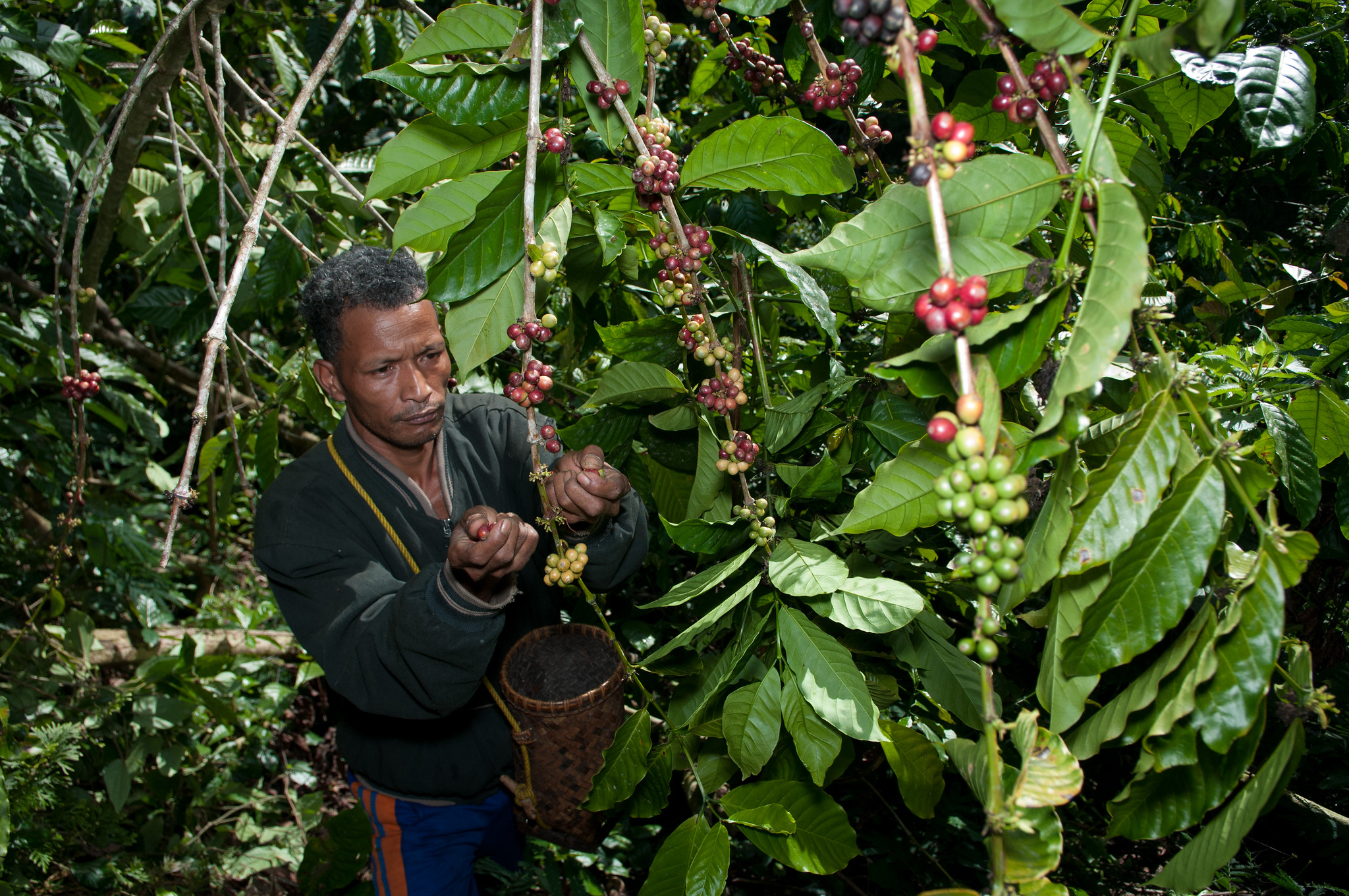 Man harvesting red coffee cherries in Waerebo, East Nusa Tenggara, Indonesia, surrounded by coffee plants and natural forest, illustrating sustainable agroforestry and community-based land management.