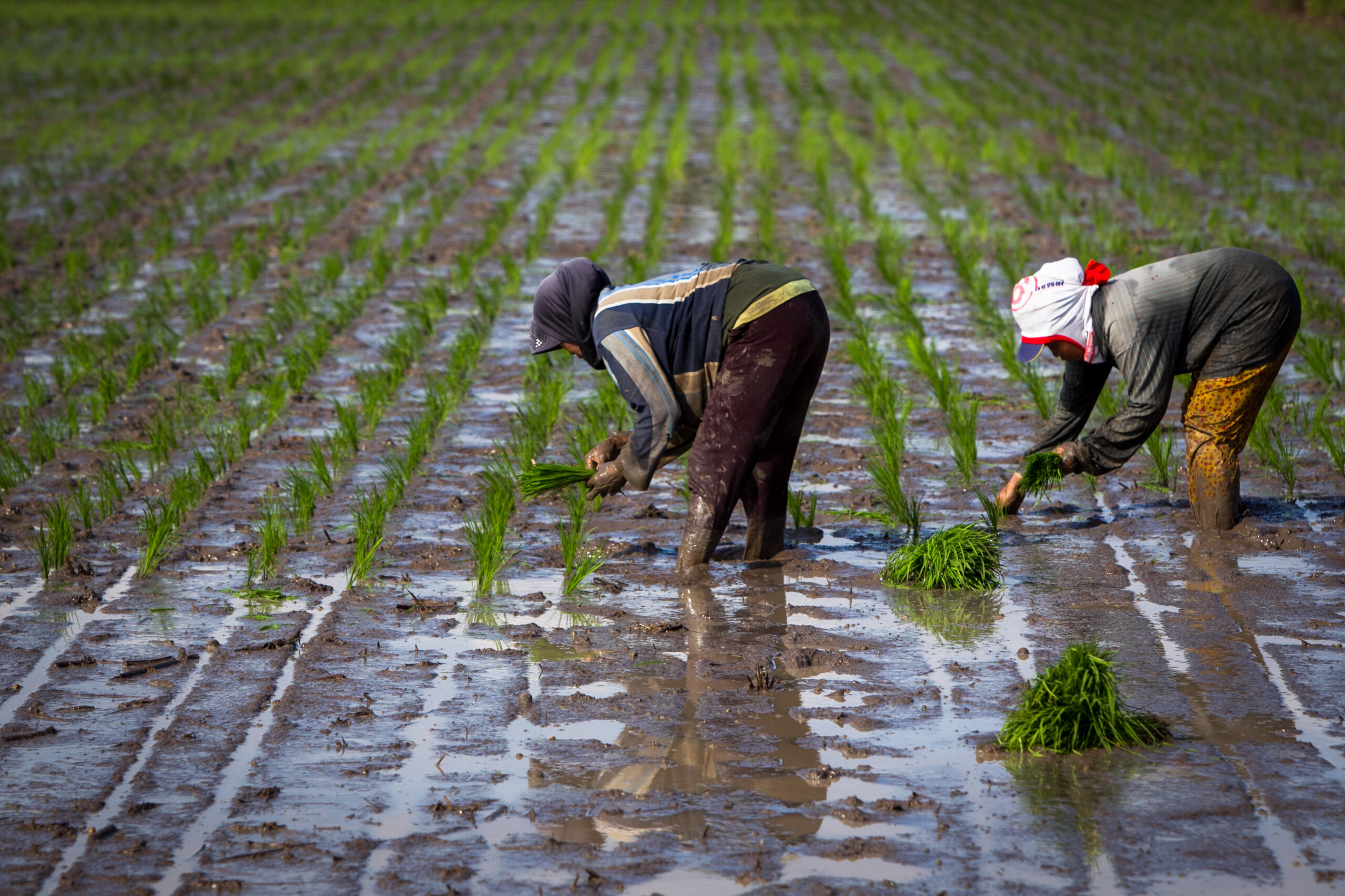 Two farmers planting rice in a flooded paddy field in Bontomanai village, South Sulawesi, Indonesia, illustrating how sustainable farming and water systems support resilience to climate change.