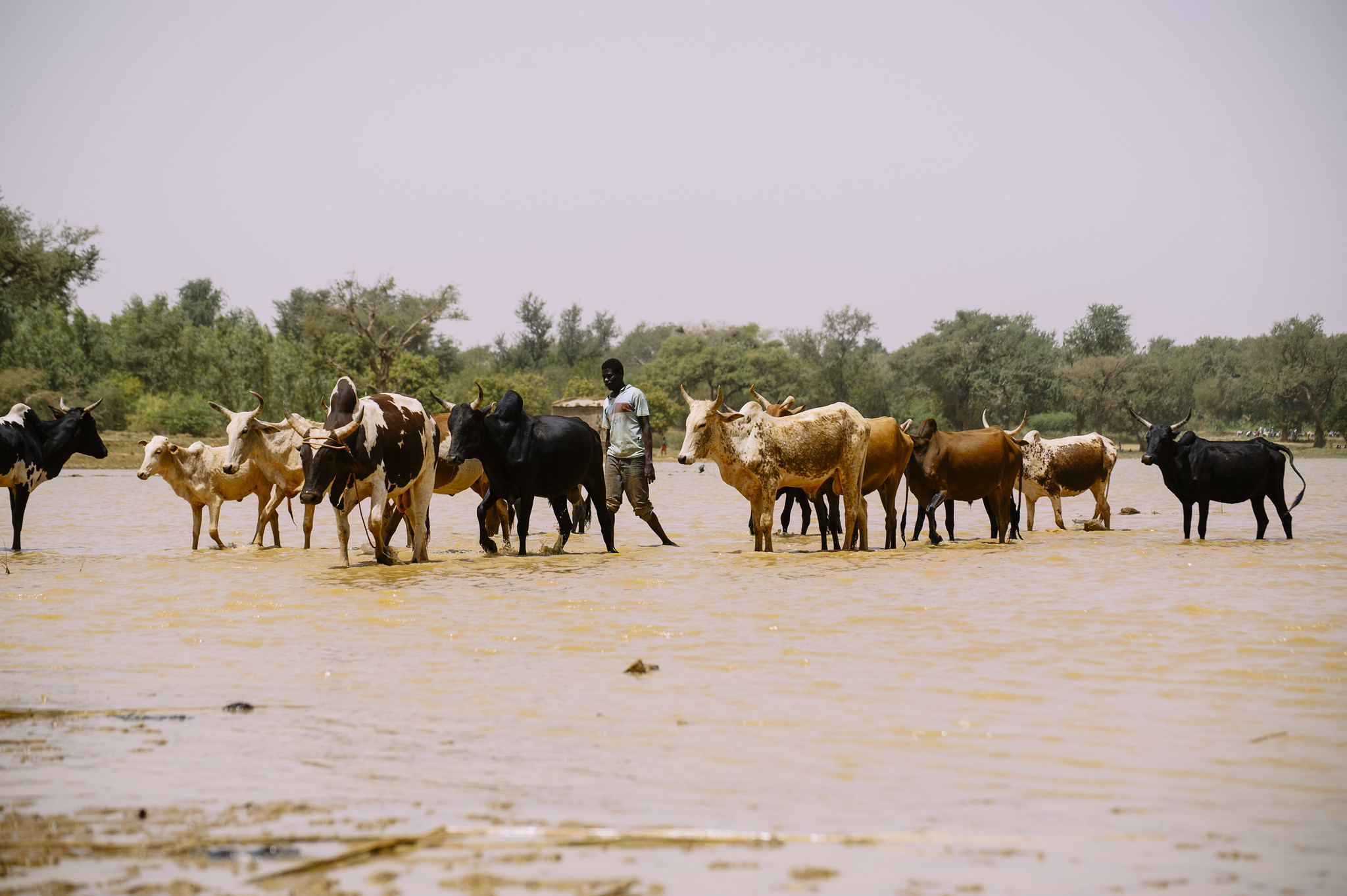 Farmer with cattle drinking at Lake Bam in Kongoussi, Burkina Faso, illustrating how sustainable water and land management supports resilience to climate change.