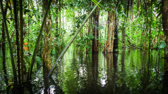 Flooded peat forest in Peru’s Amazon with trees standing in shallow water