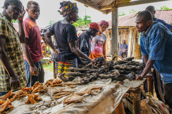 People gathered around a table displaying smoked and dried bushmeat at the weekly market in Yangambi, DRC.