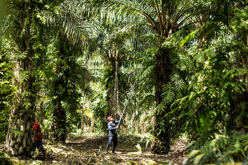 Small producer pruning oil palm trees in a plantation landscape in Pachiza, San Martín, Peru.