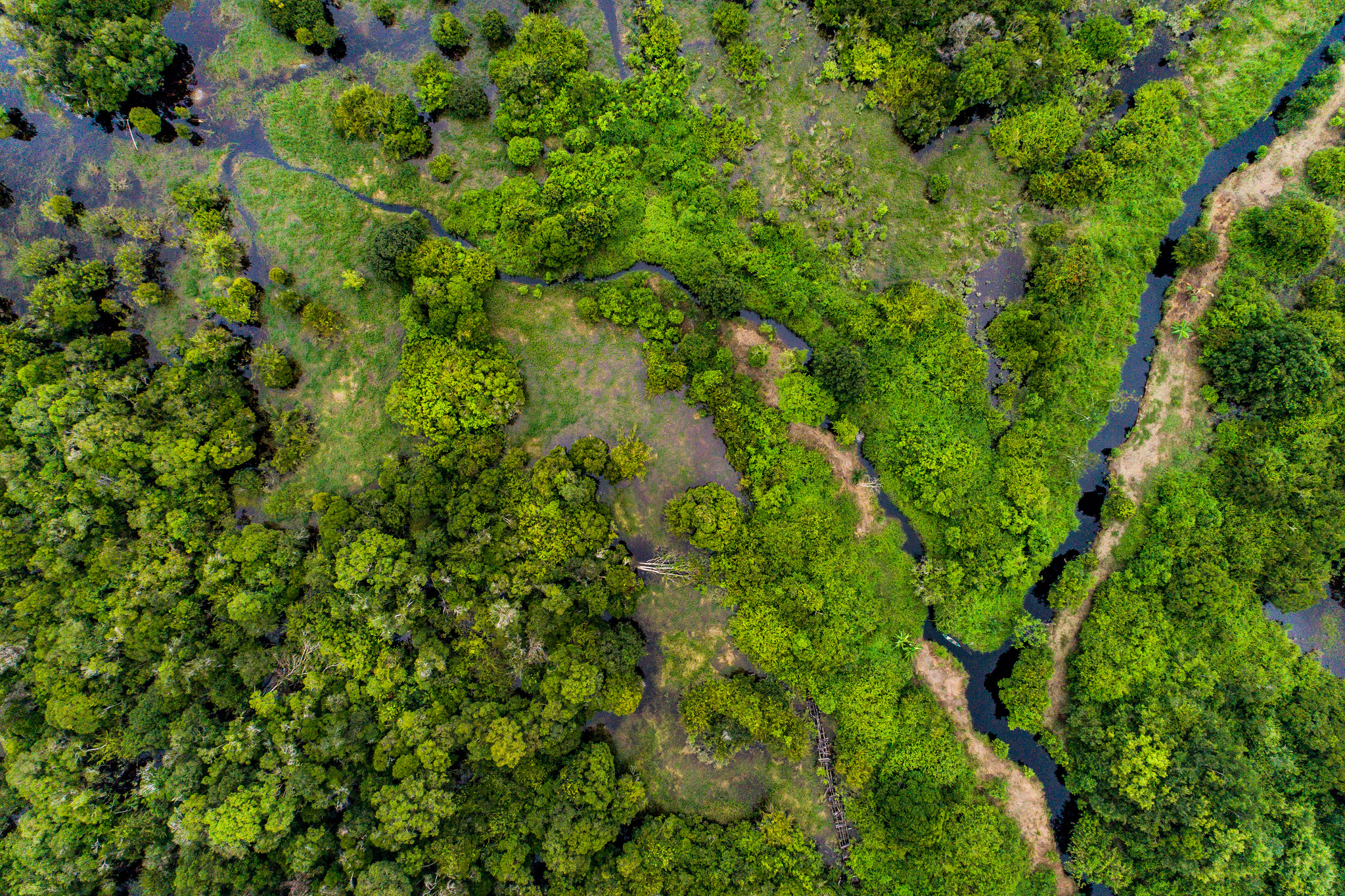 Aerial view of peatland forest and winding waterways in Katingan, Central Kalimantan, Indonesia.