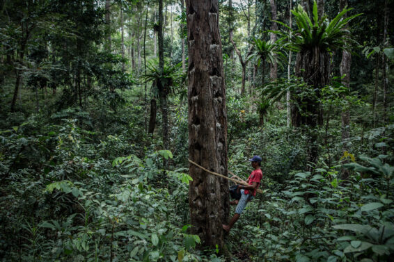 A smallholder farmer harvesting resin from a damar tree in a forested landscape in Lampung, Indonesia.