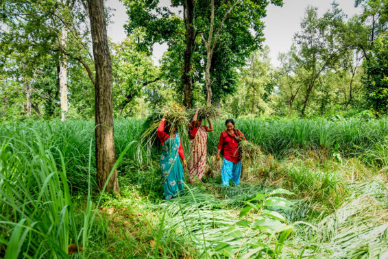 Women harvesting lemongrass among trees in a community-managed forest landscape in Nepal.