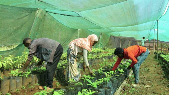 Youth cooperative members working with grafted avocado seedlings in a nursery in southwest Ethiopia