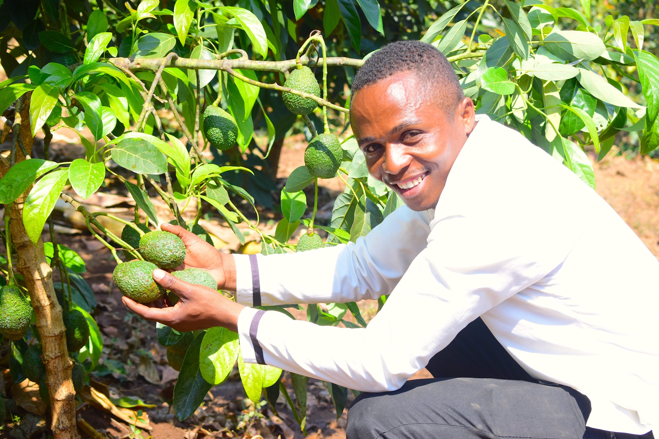 Farmer standing beside mature avocado trees on his farm in eastern Rwanda.