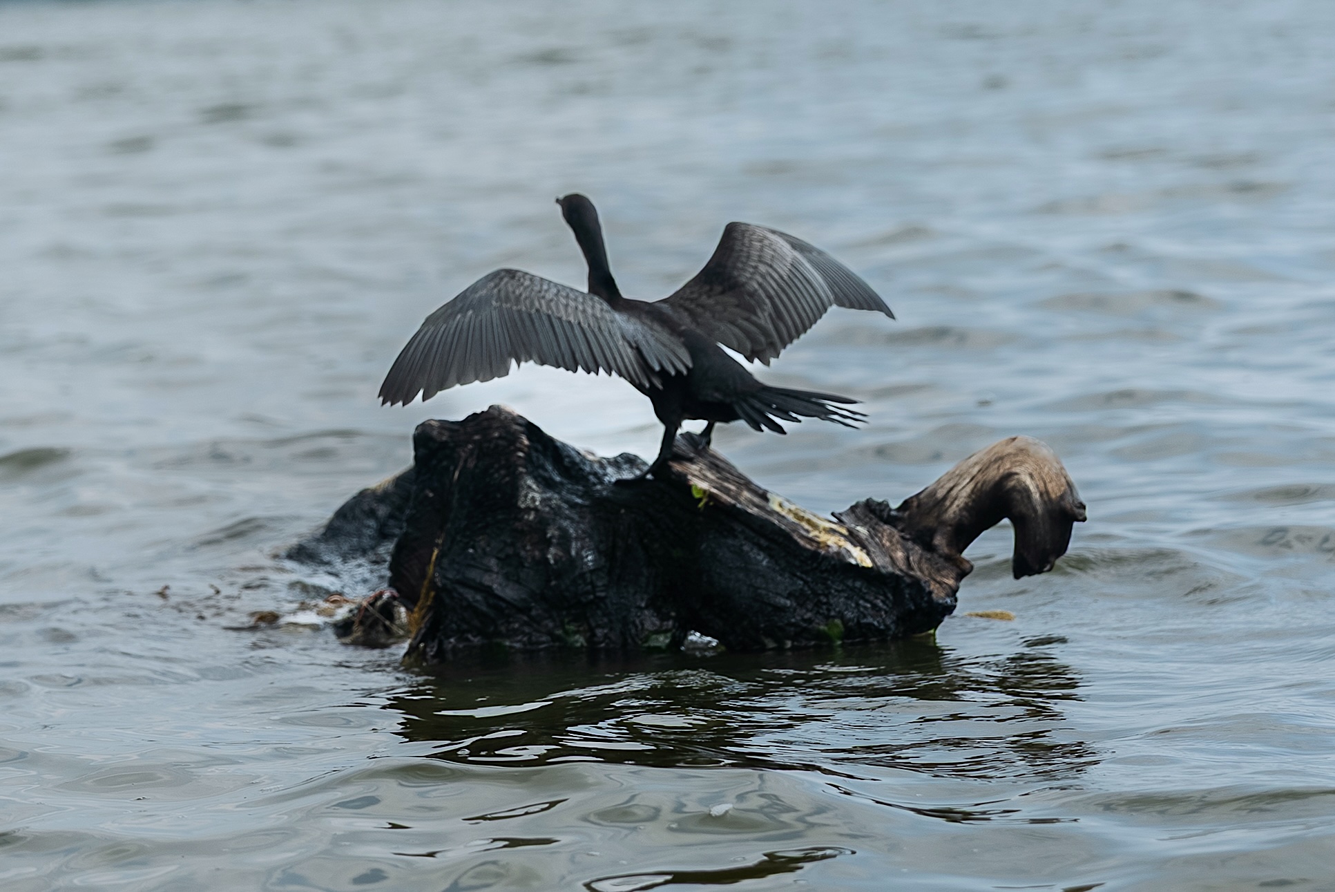 Waterbird perched on a partially submerged log illustrating the management of marine and freshwater protected areas.