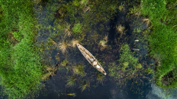 Aerial view of a wooden boat moving through shallow peatland waters surrounded by dense green vegetation in Perigi village, South Sumatra.