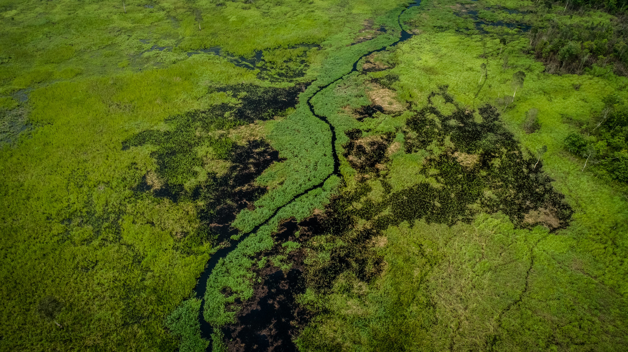 Global South leadership in forest finance: the case for TFFF