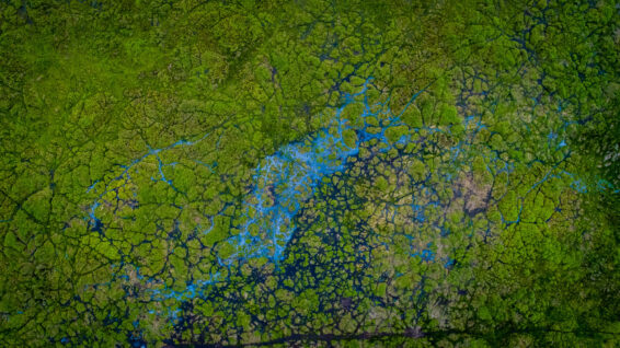 Aerial view of dense green peatland in South Sumatra, Indonesia, with winding blue-tinged channels and elephant-made pathways visible across the vegetation.