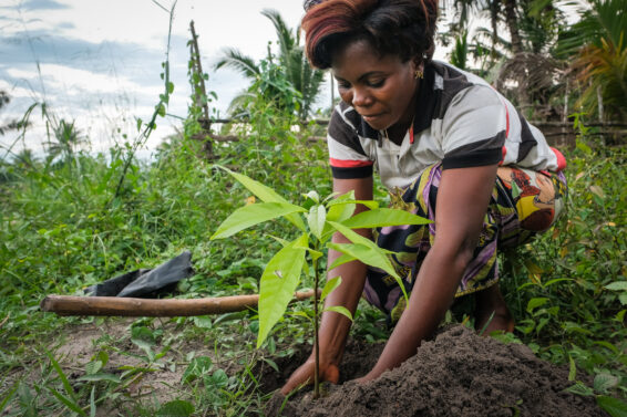 A farmer planting a young avocado tree in Yanonge, Democratic Republic of the Congo, illustrating tree-planting decisions linked to livelihoods and biodiversity.