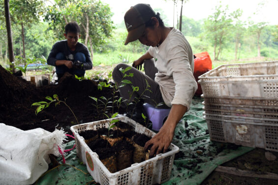Local workers prepare tree seedlings in a nursery in Central Kalimantan, Indonesia.