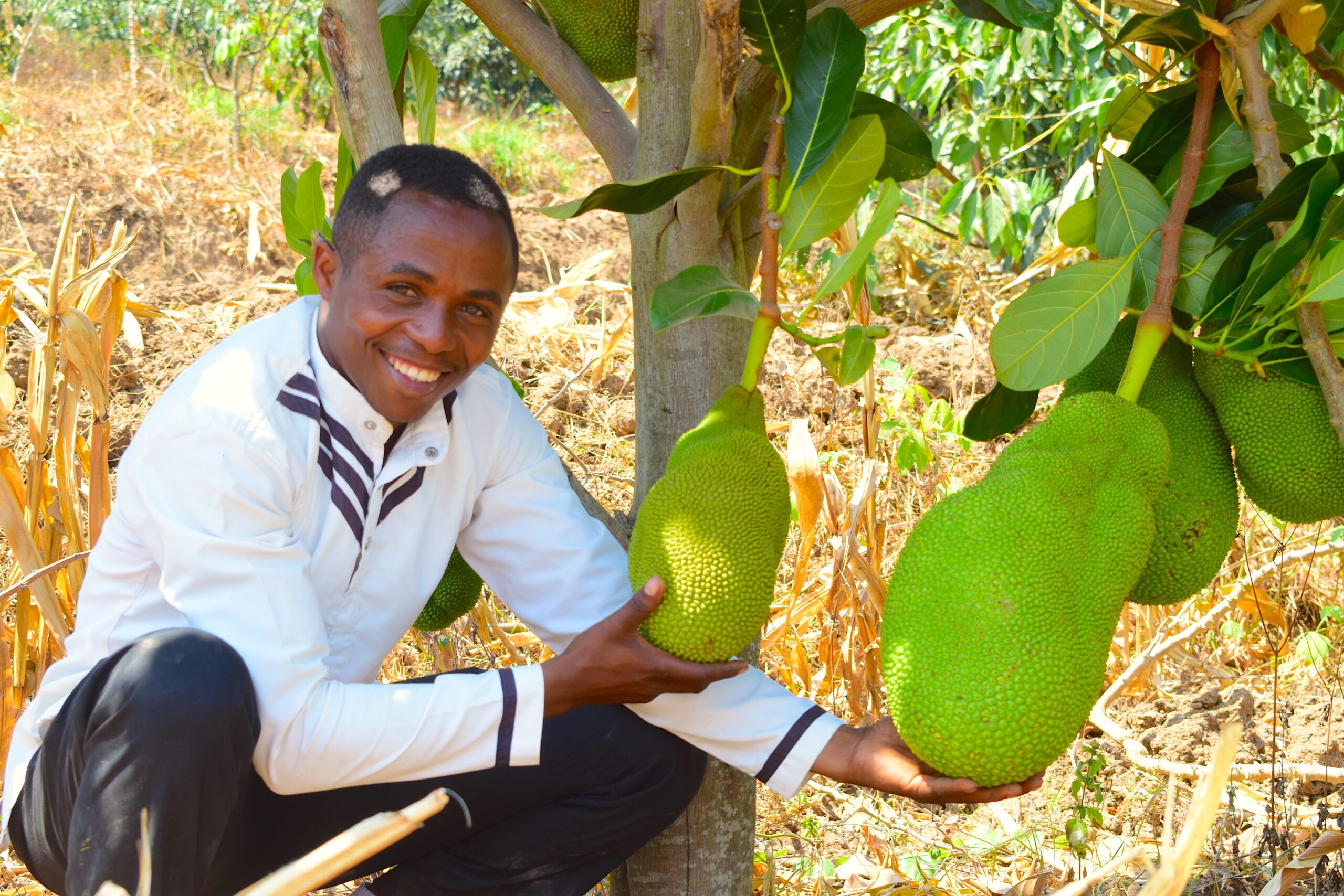 Jackfruit growing on a tree adapted to semi-arid conditions in eastern Rwanda.