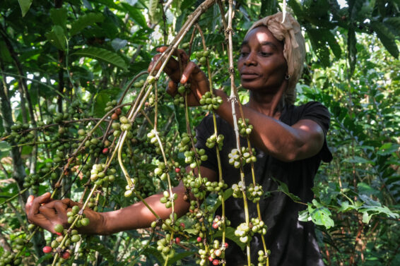 Woman harvesting coffee cherries on a branch in Yangambi, Democratic Republic of the Congo, surrounded by dense forest vegetation.