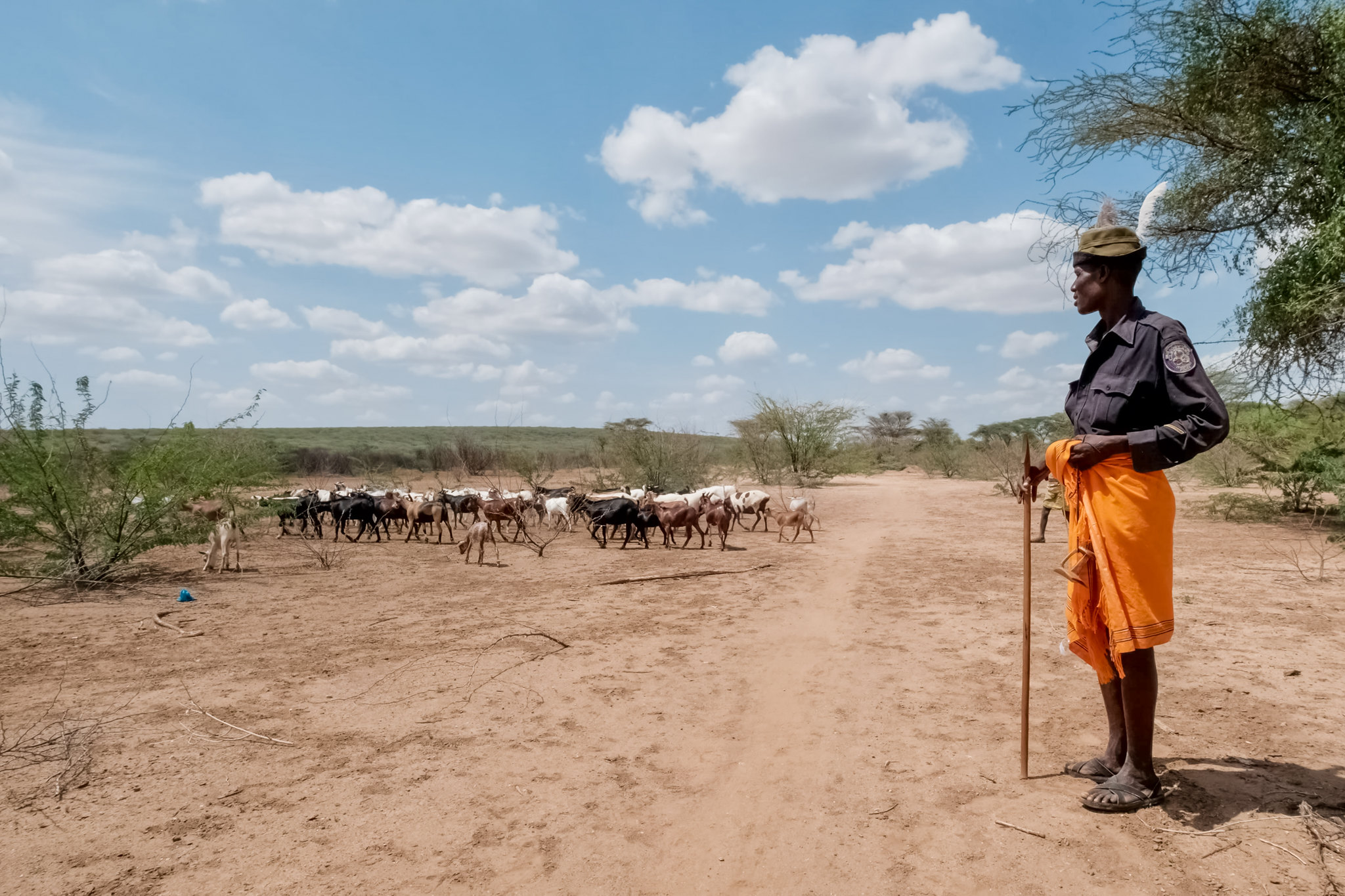 Turkana pastoralist standing in dry rangeland in Kenya with a herd of goats in the background.