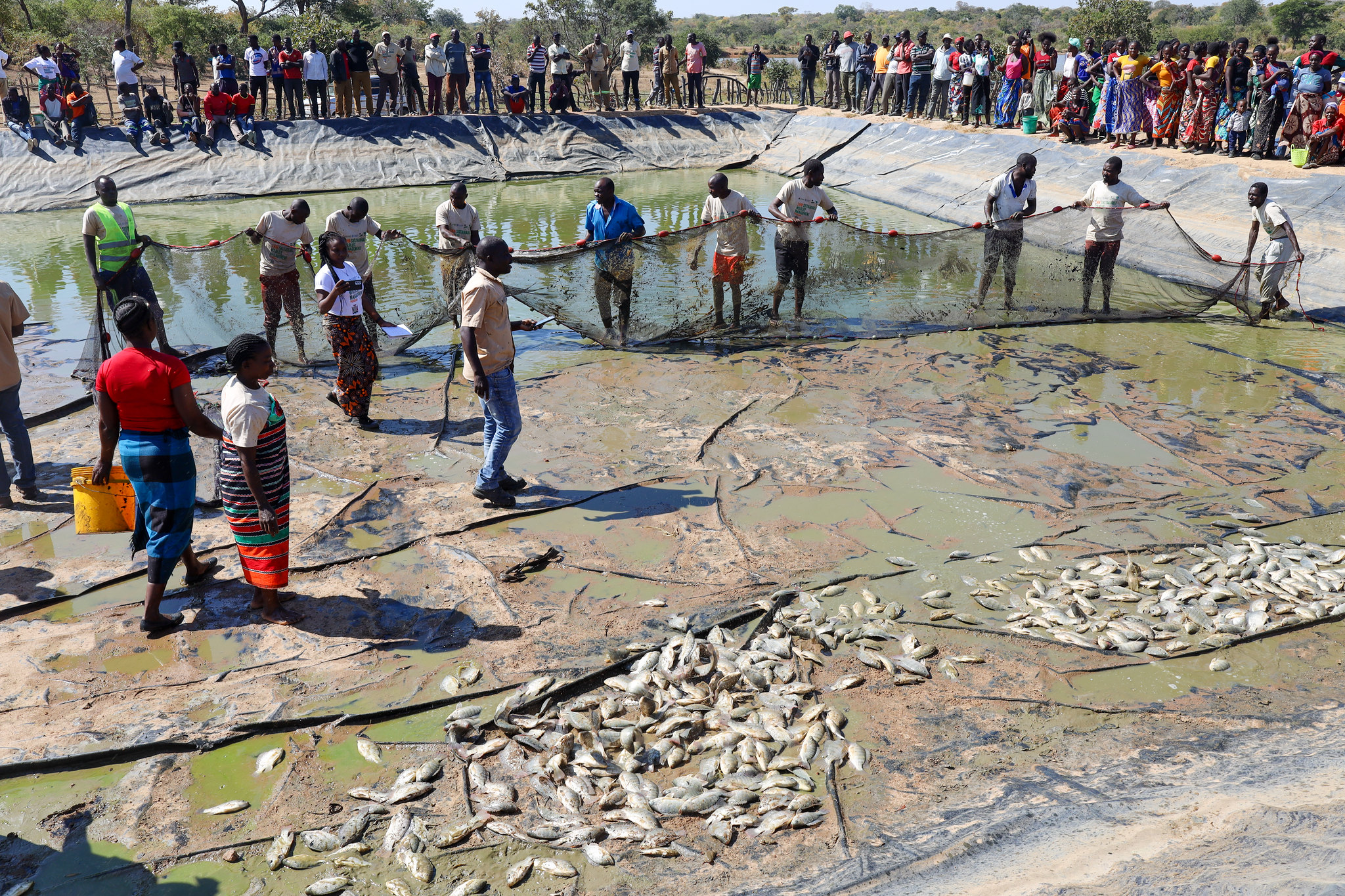 Community members harvesting fish from a drained seasonal pond in southern Zambia as part of a livelihood initiative linked to wildlife conservation.