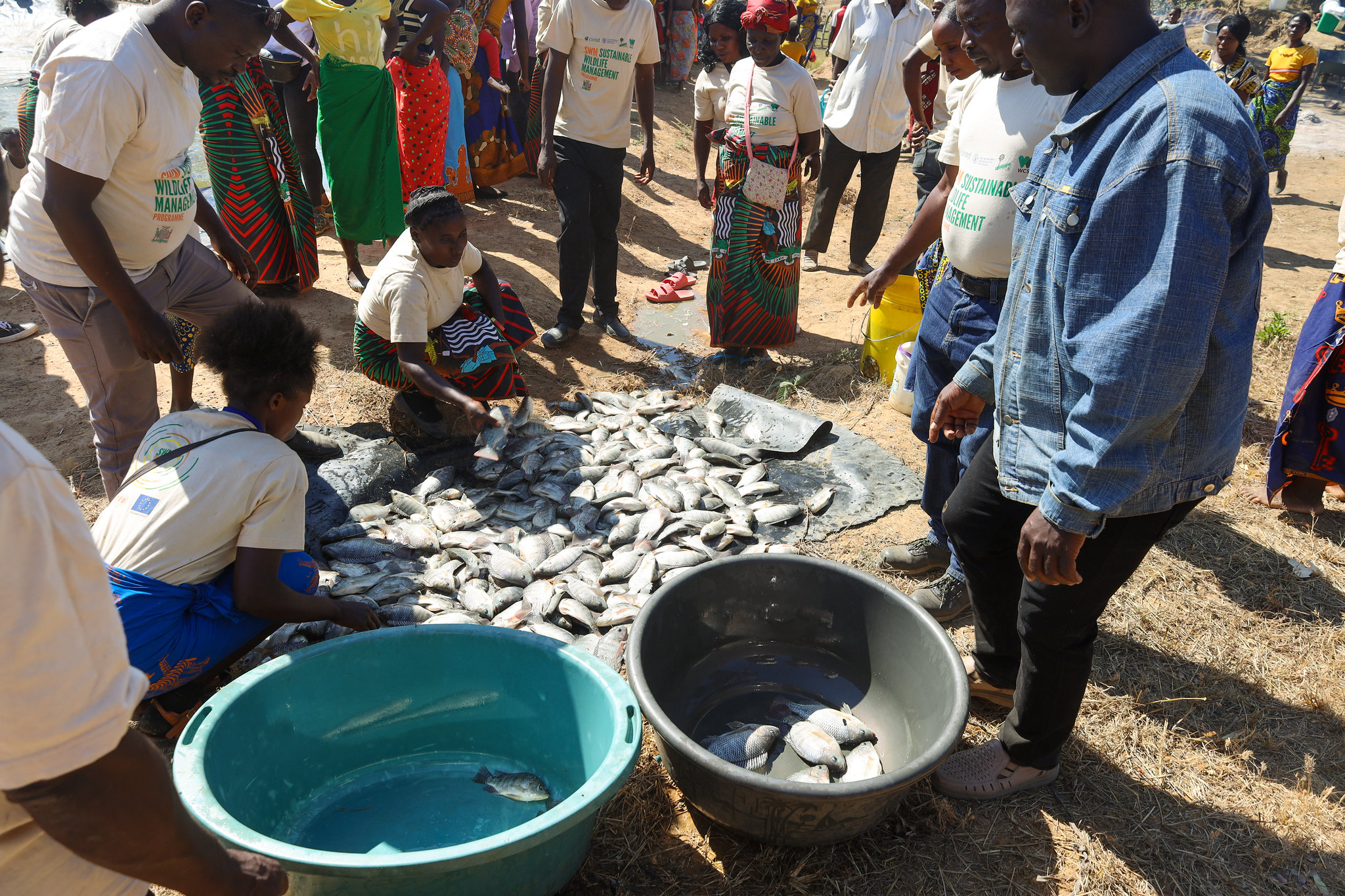 Community members harvesting fish from a seasonal pond in southern Zambia as part of a livelihood initiative linked to wildlife conservation.