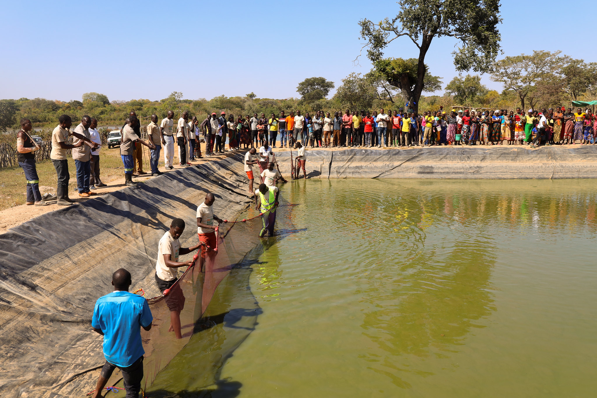 Community members harvesting fish from a seasonal pond in southern Zambia as part of a livelihood initiative linked to wildlife conservation.
