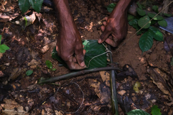 Hands setting a forest snare on the ground, showing traditional trapping methods used in wild meat value chains.