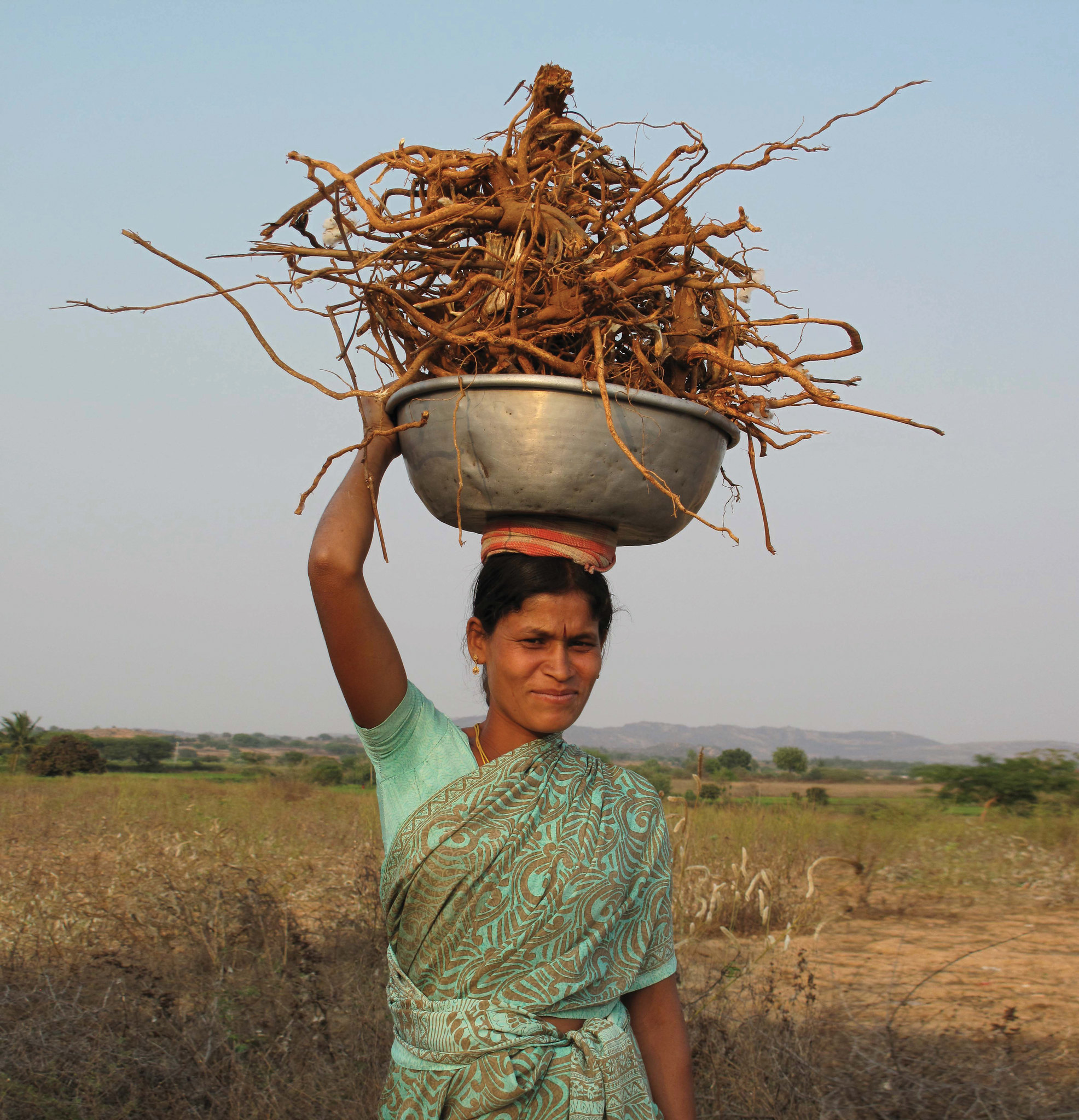 Woman in rural India carrying a metal bowl filled with harvested roots on her head in a dry field.