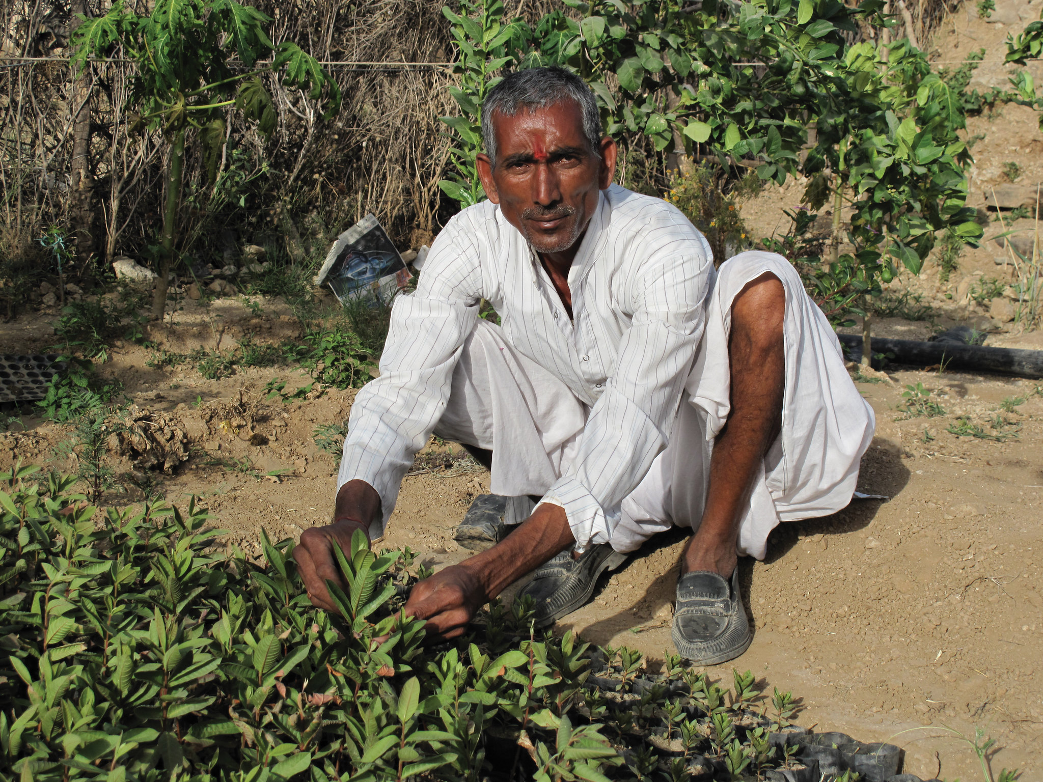 Farmer crouching in a field in Rajasthan tending young medicinal plants.