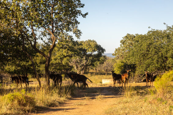Wildlife crossing a dirt track in a community-managed landscape in Zambia’s KAZA Corridor.