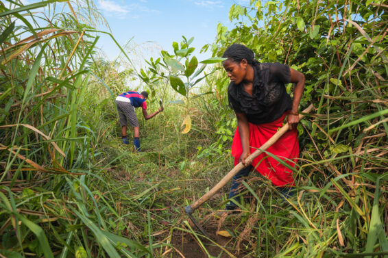 Farmers clearing vegetation with hoes in the Yangambi Engagement Landscape, Democratic Republic of the Congo.