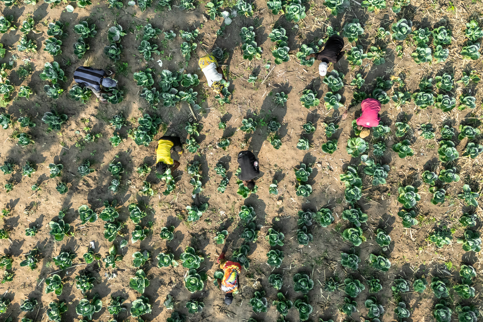 Aerial view of farmers harvesting cabbages in neatly planted rows at a Farmer Field School near Yangambi, Democratic Republic of the Congo.
