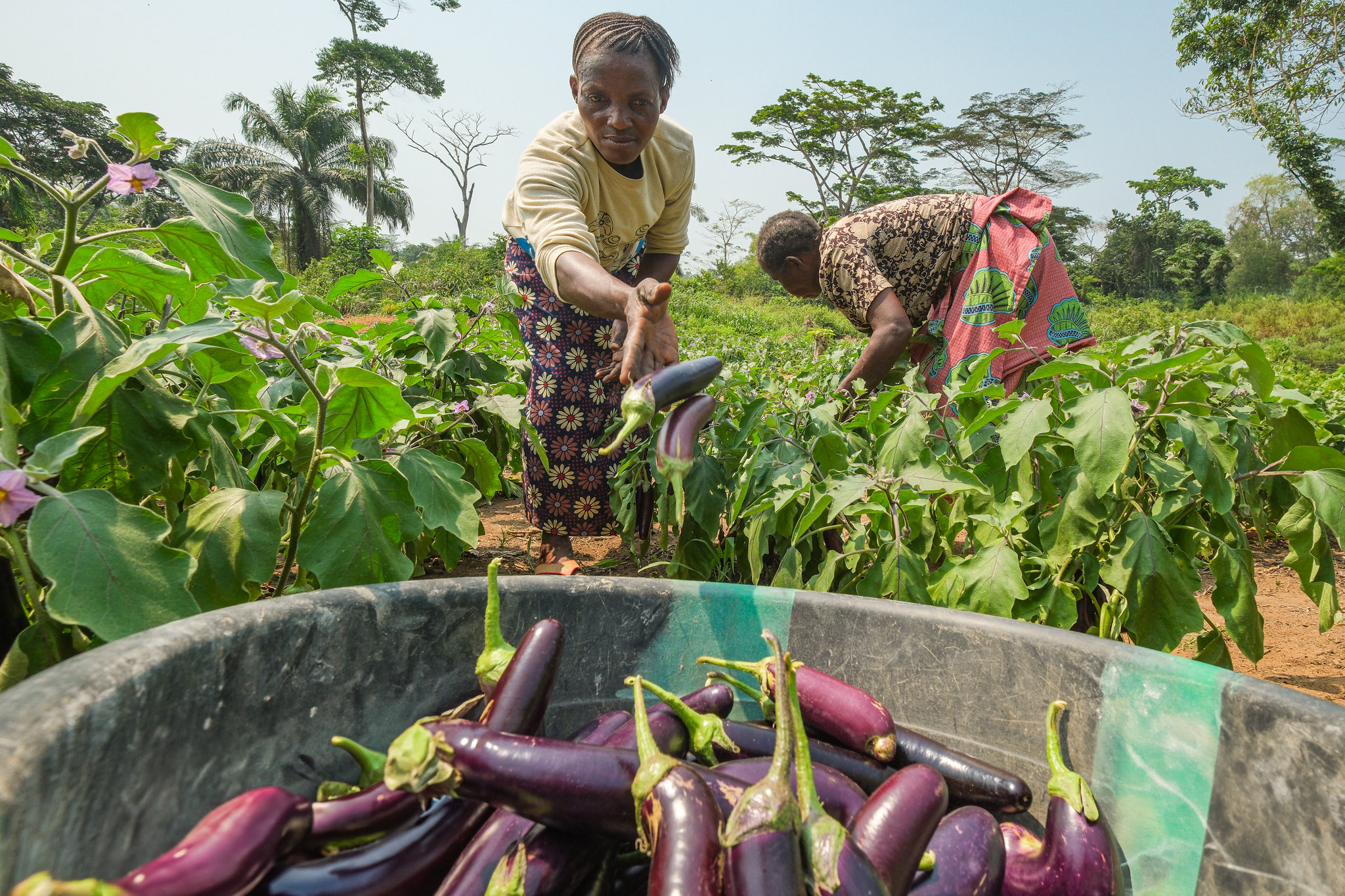 Women harvesting aubergines in a vegetable plot in Yangambi Engagement Landscape, DRC.