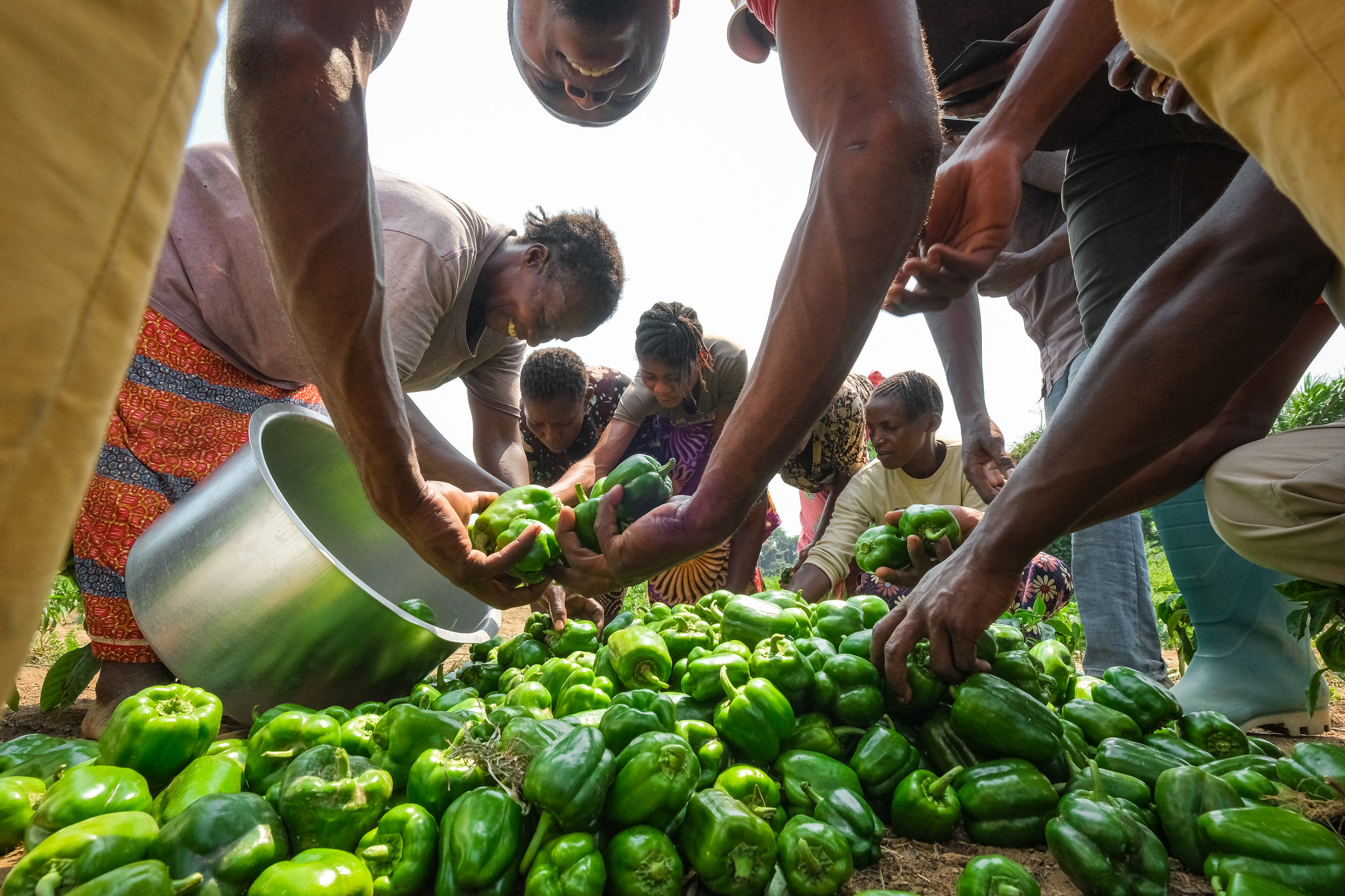 Farmers collecting green peppers in a field in Yangambi Engagement Landscape, DRC.