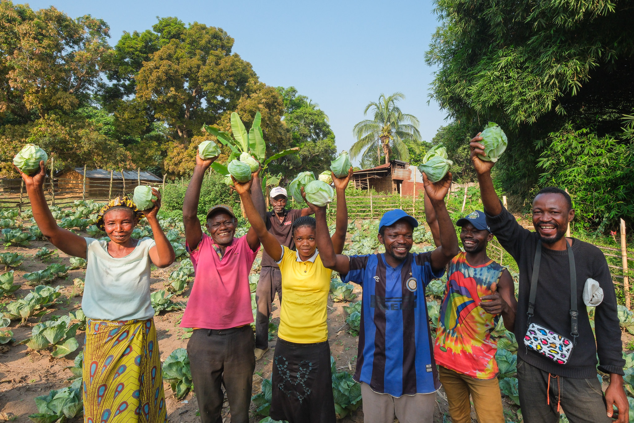 Group of farmers holding harvested cabbages in a field in Yangambi, DR Congo