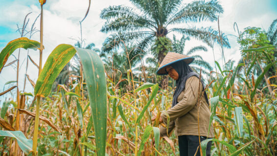 Woman farmer working in a diversified agroecological home garden in North Sumatra, Indonesia.