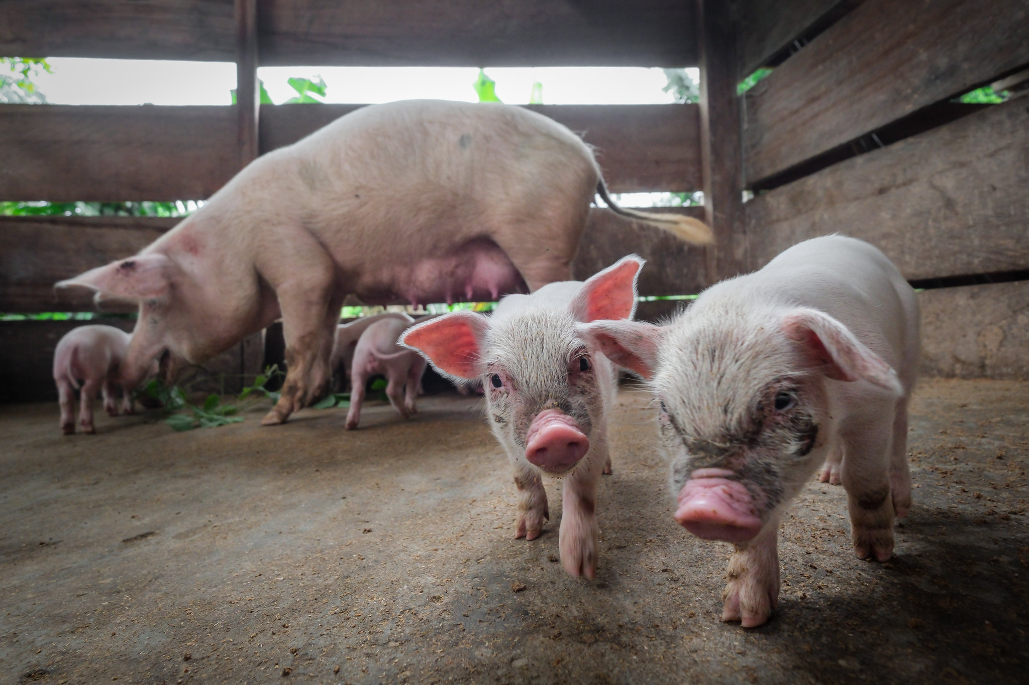 Piglets in a smallholder pig enclosure in Yangambi, DR Congo