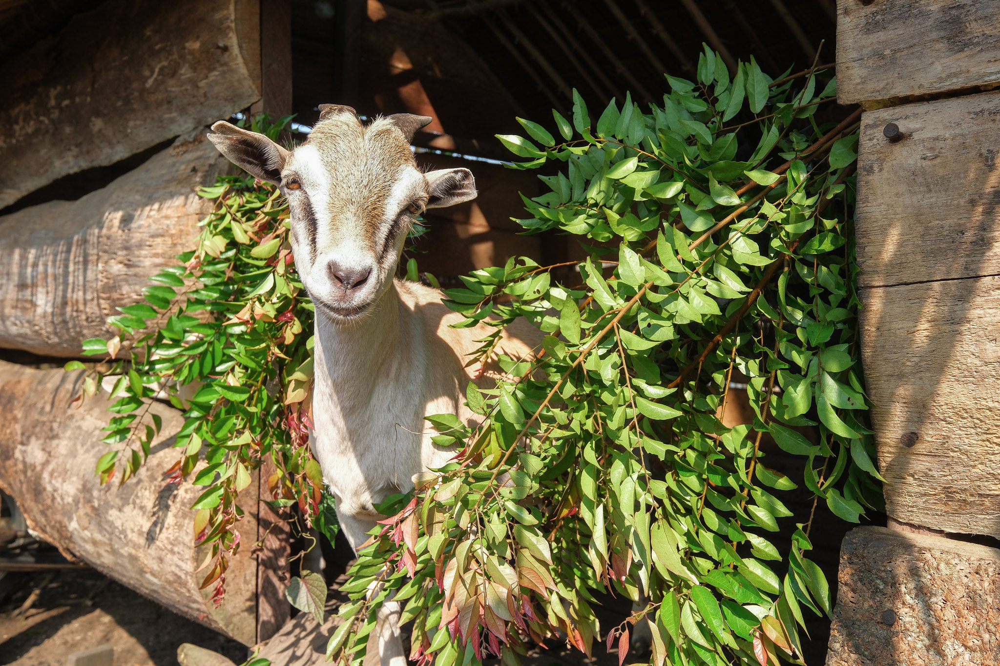 Goat feeding in a smallholder enclosure in Yangambi, DR Congo