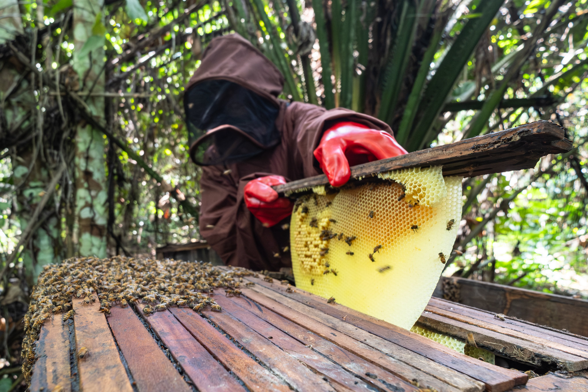 Beekeeper handling a honeycomb frame with bees in Yangambi, DR Congo