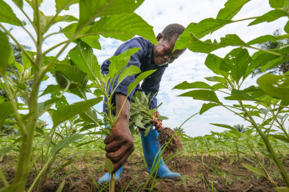 Farmer harvesting leafy greens in a field in Yangambi, DRC