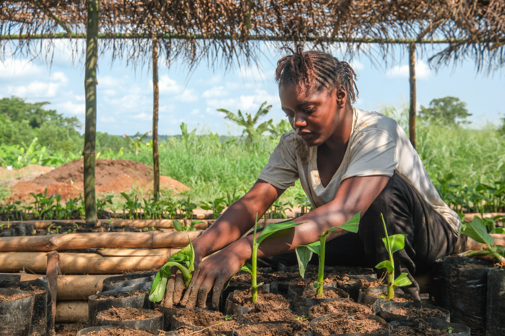 Farmer working with banana seedlings in a plant nursery in Yangambi, DRC