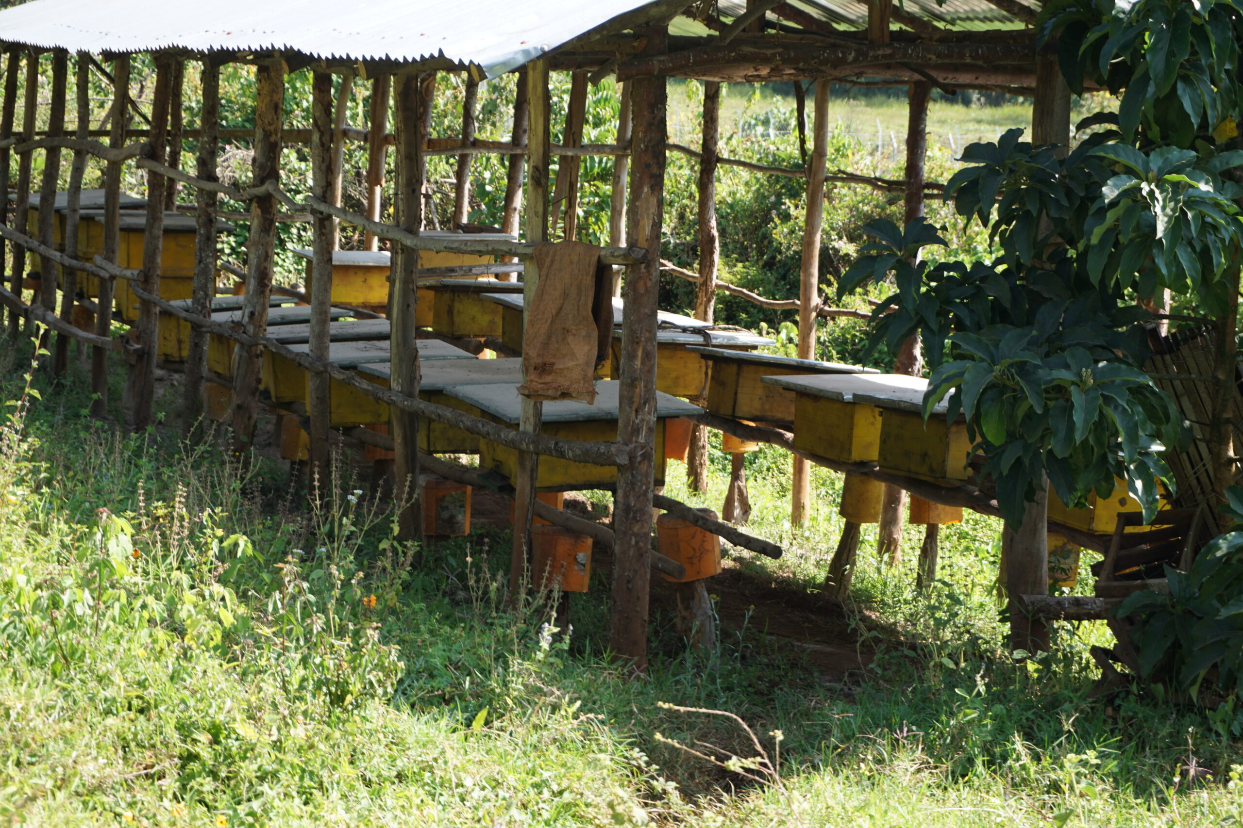 Modern beehives arranged under a wooden shelter at a rural resource centre in Ethiopia
