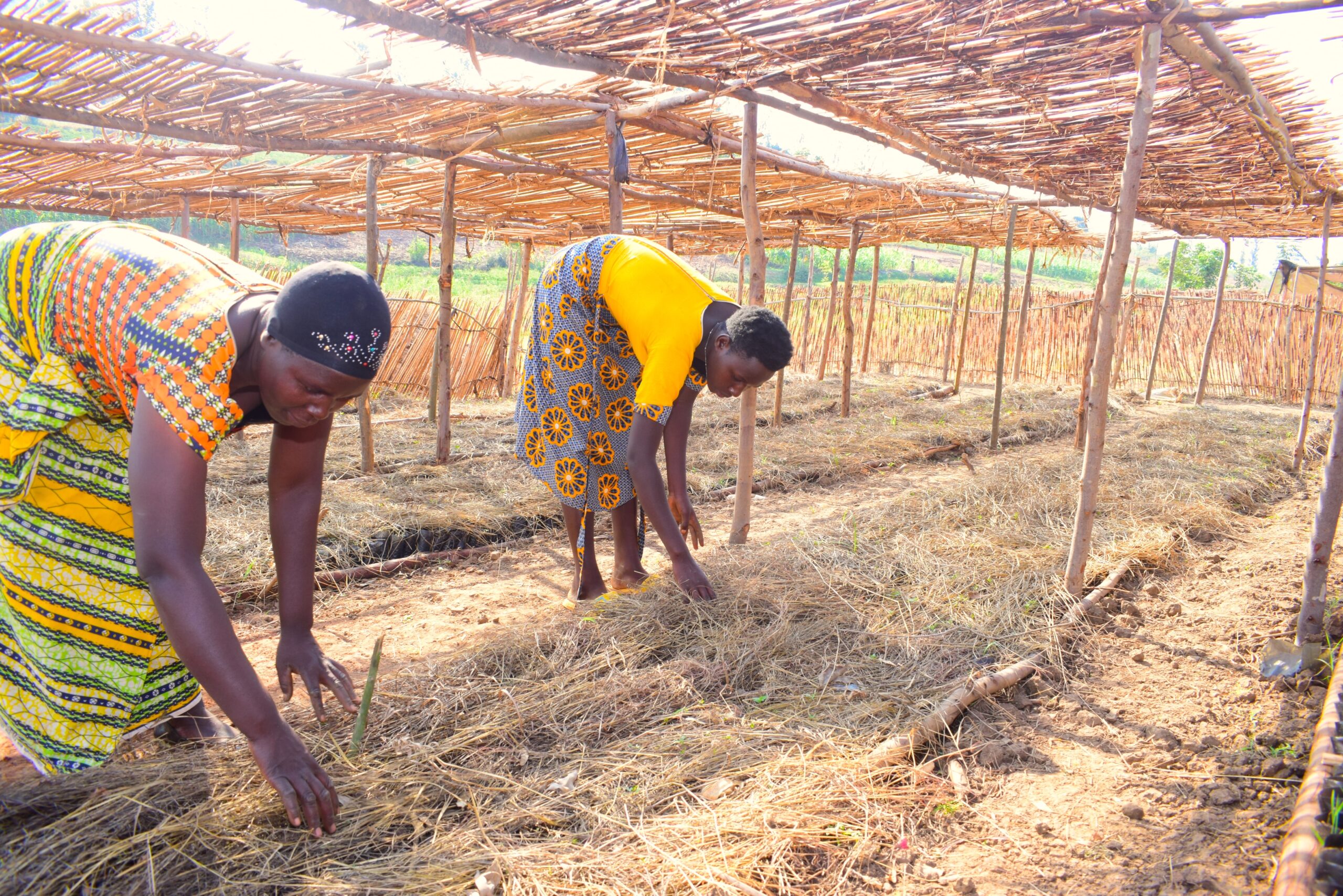 Community nurseries provide farmers with access to quality tree seedlings. Photo by Sarah Ooko / CIFOR-ICRAF.
