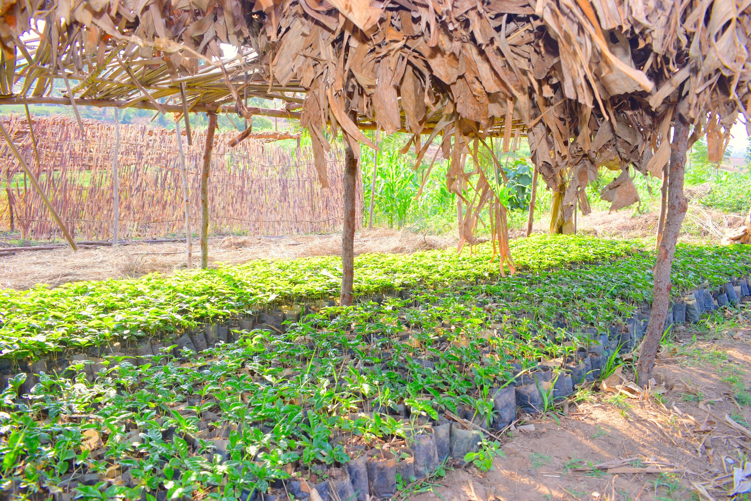 Young tree seedlings growing in organized rows inside a rural nursery.