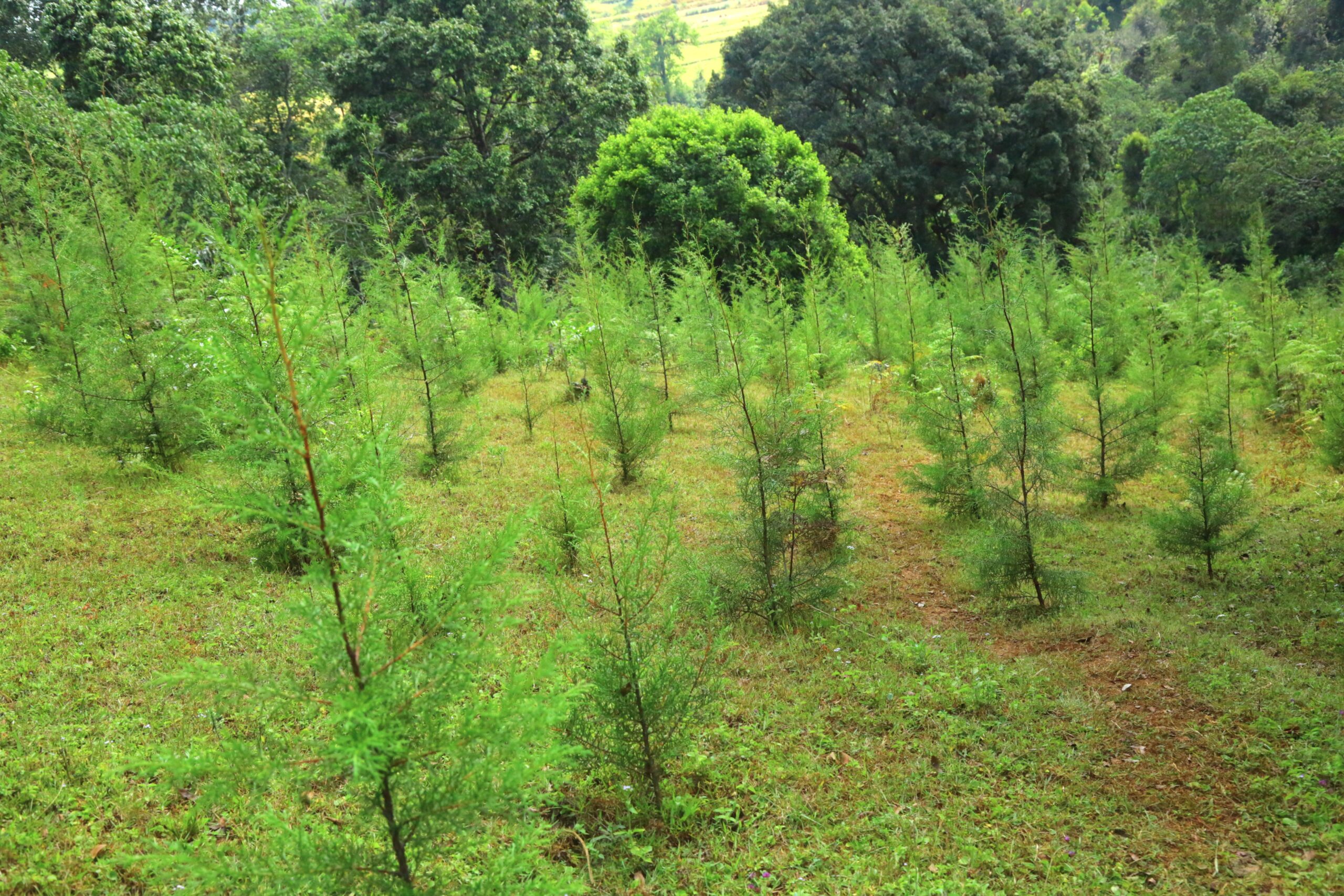 Young Cupressus trees growing in rows on restored land in southwest Ethiopia