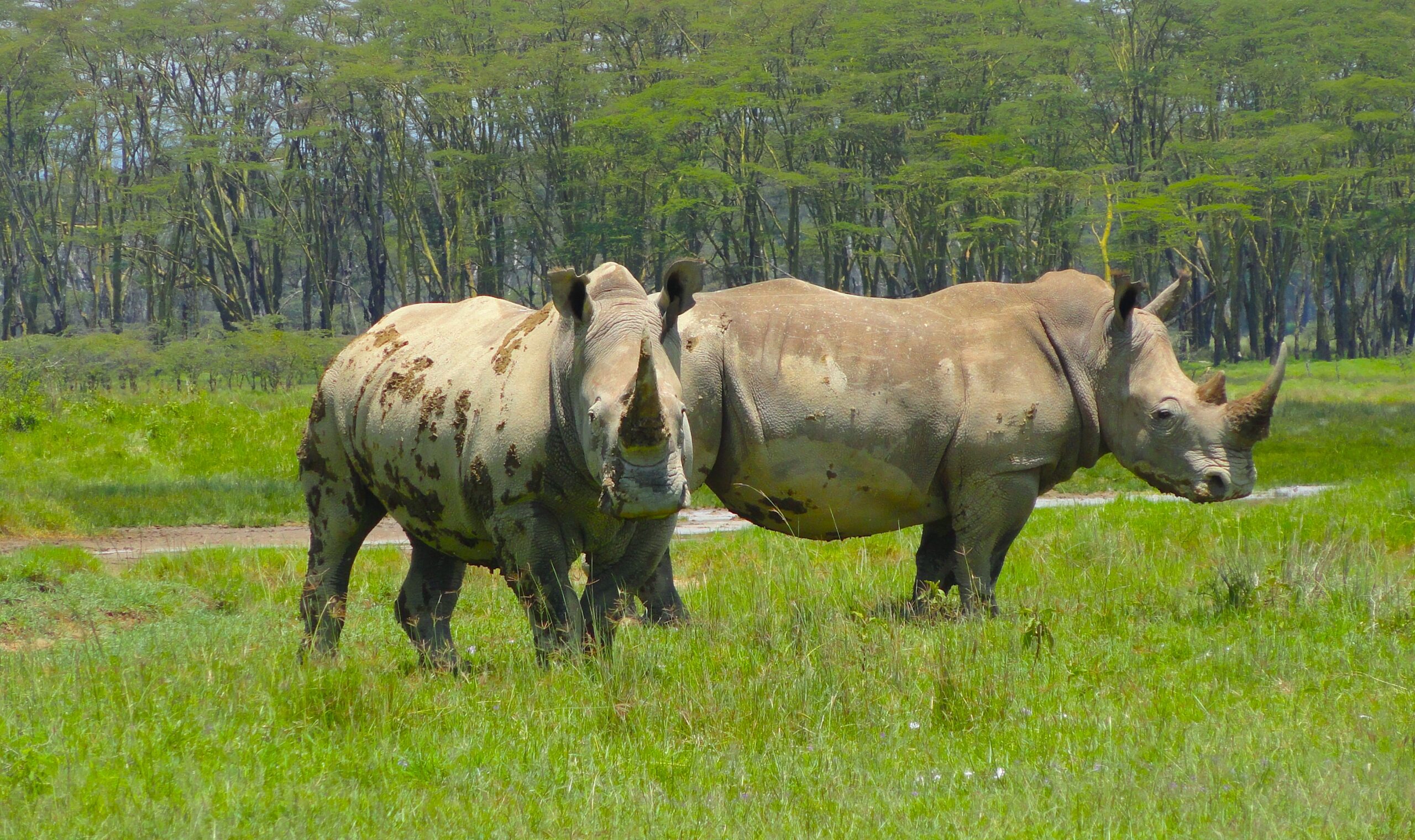 Rhinoceroses standing in a protected grassland illustrating the role of policy in effective conservation management in Africa.